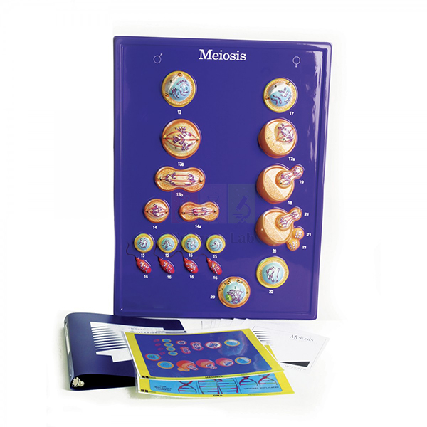 Meiosis Model